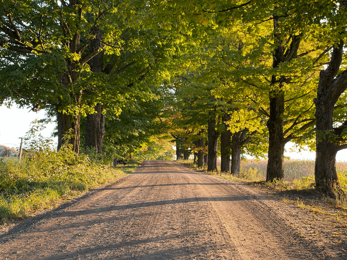 A tree-lined dirt road in Cabot, Vermont, on an early autumn morning