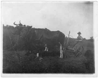 George on the mowing machine drawn by his oxen.