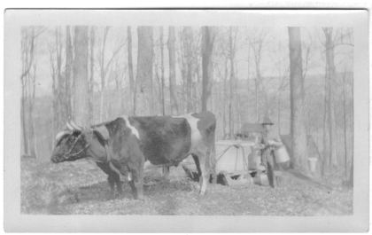 George gathering sap with his oxen.