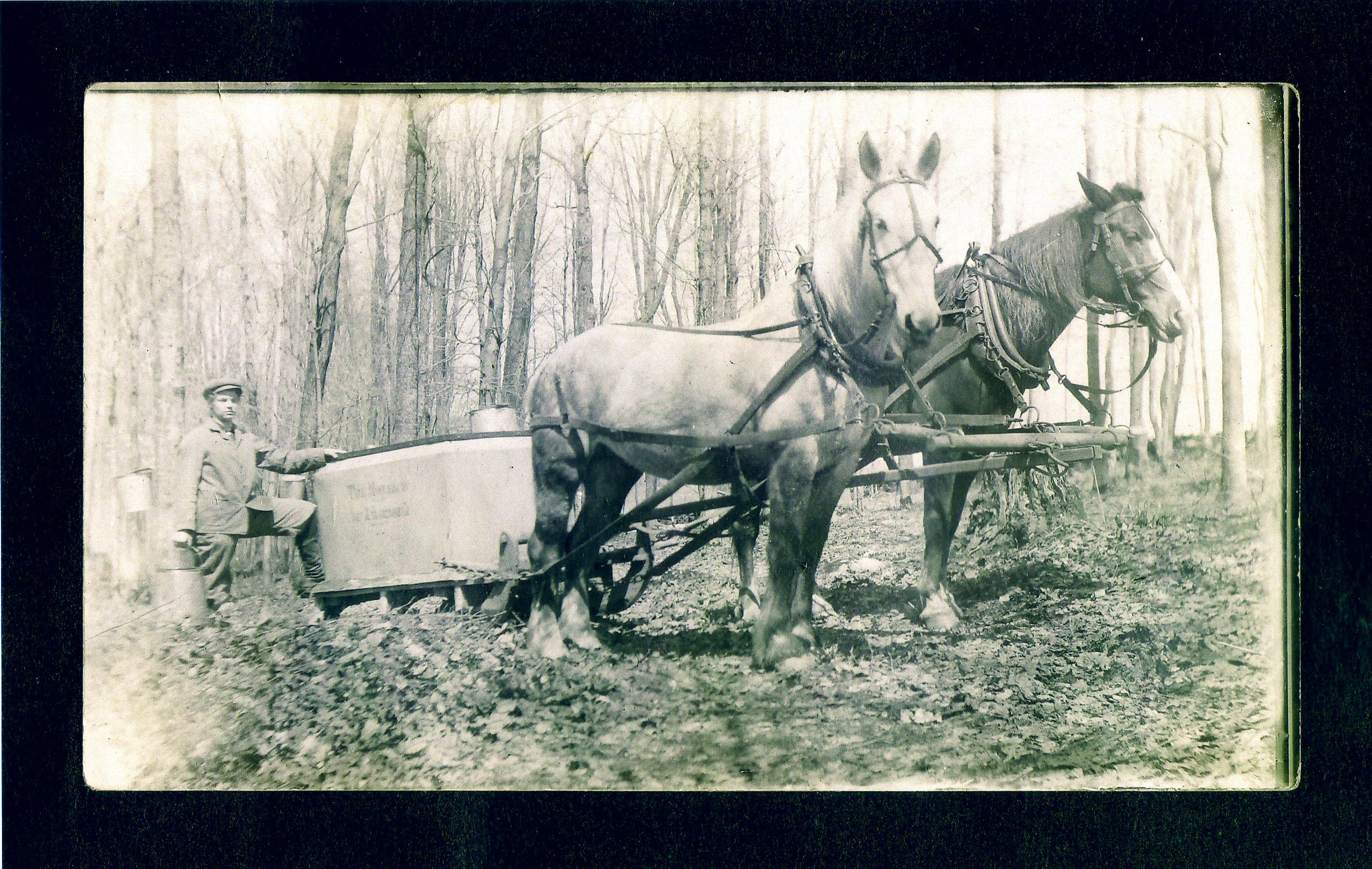 Maple Sugaring
